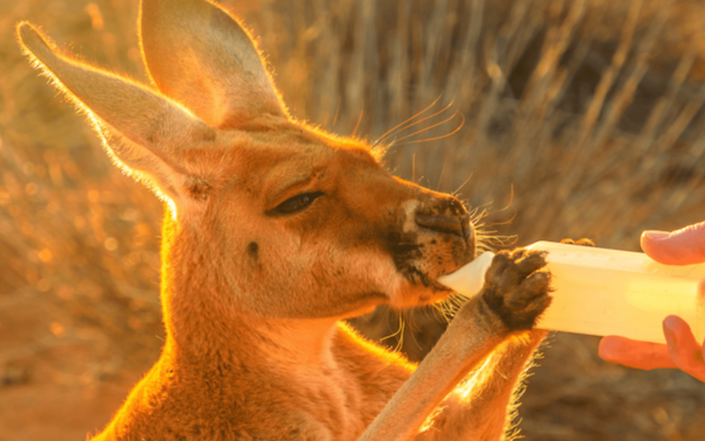 helpx kangourous australie