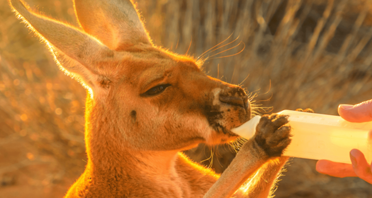 helpx kangourous australie