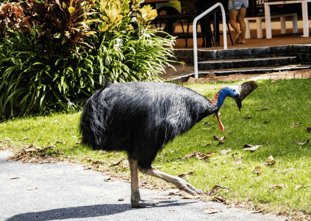 animaux d'australie : casoar