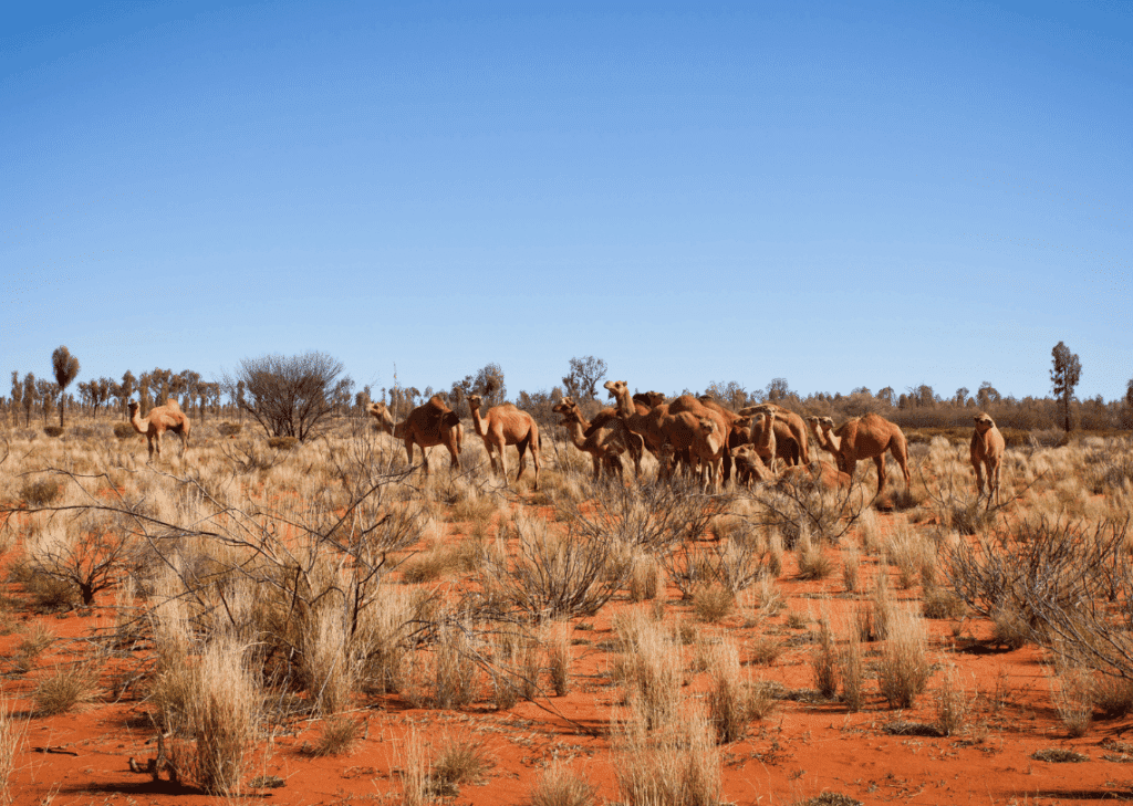 Animaux d'Australie : les chameaux