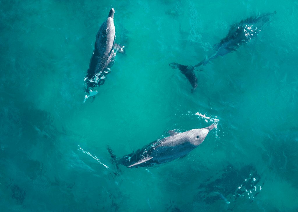 Animaux d'Australie : dauphins