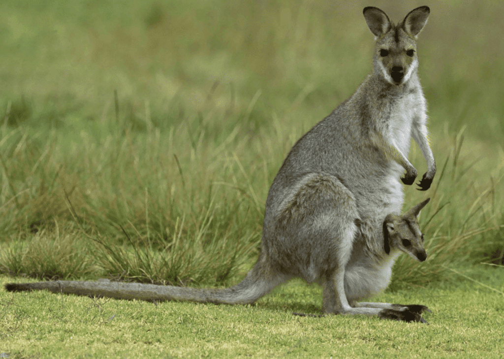 animaux d'australie : kangourou