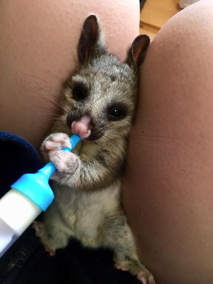 bénévolat avec les animaux en Australie