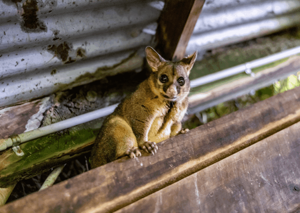 animaux d'australie : le possum