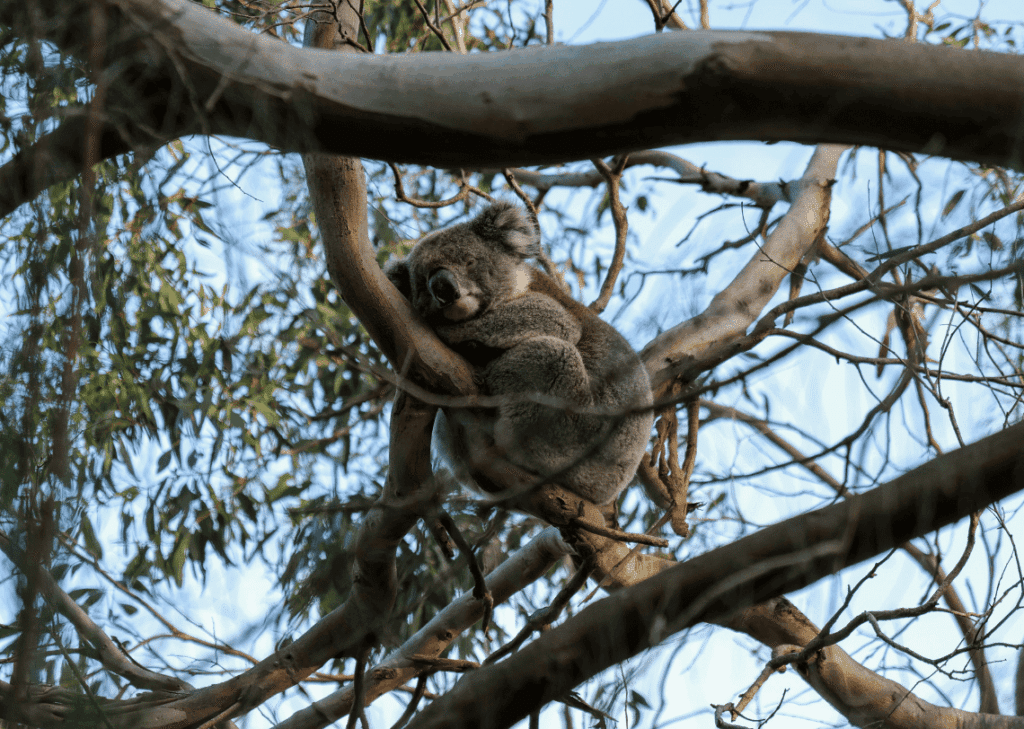 animaux d'australie : koala