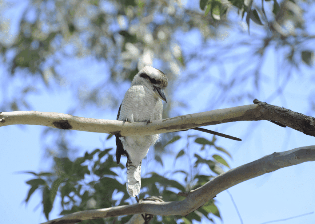 animaux d'australie : Kookaburra