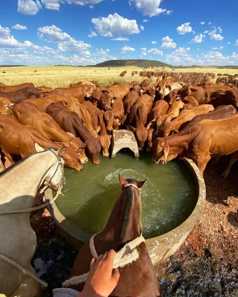 fermes en australie