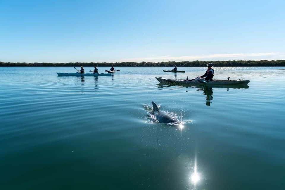 dauphins adélaide