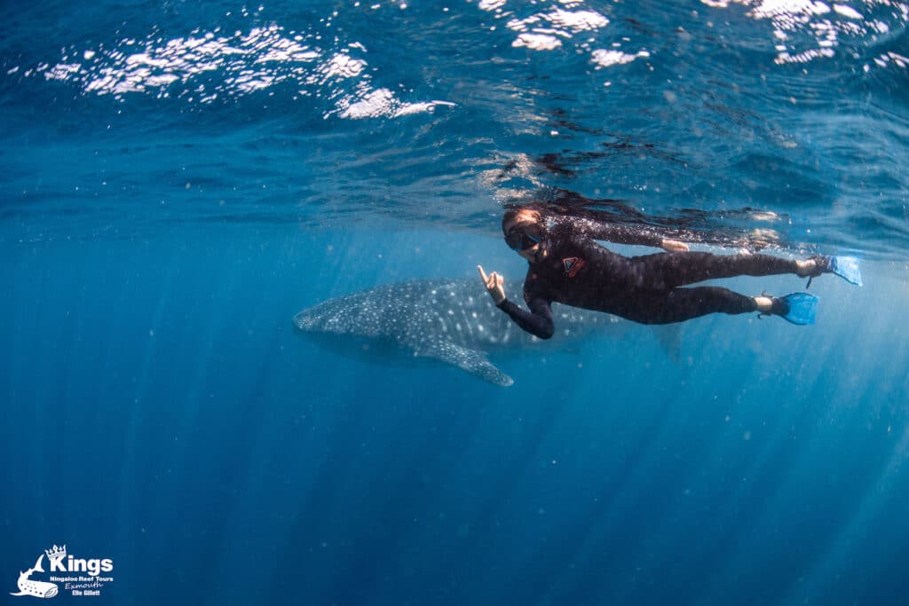Requin baleine ningaloo reef