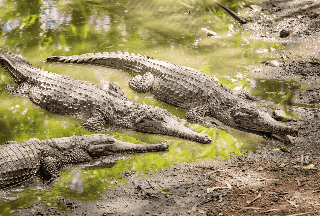 crocodiles en australie