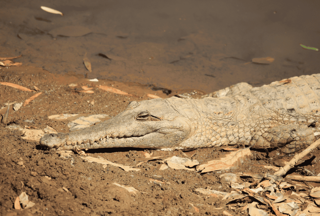 Crocodiles en Australie