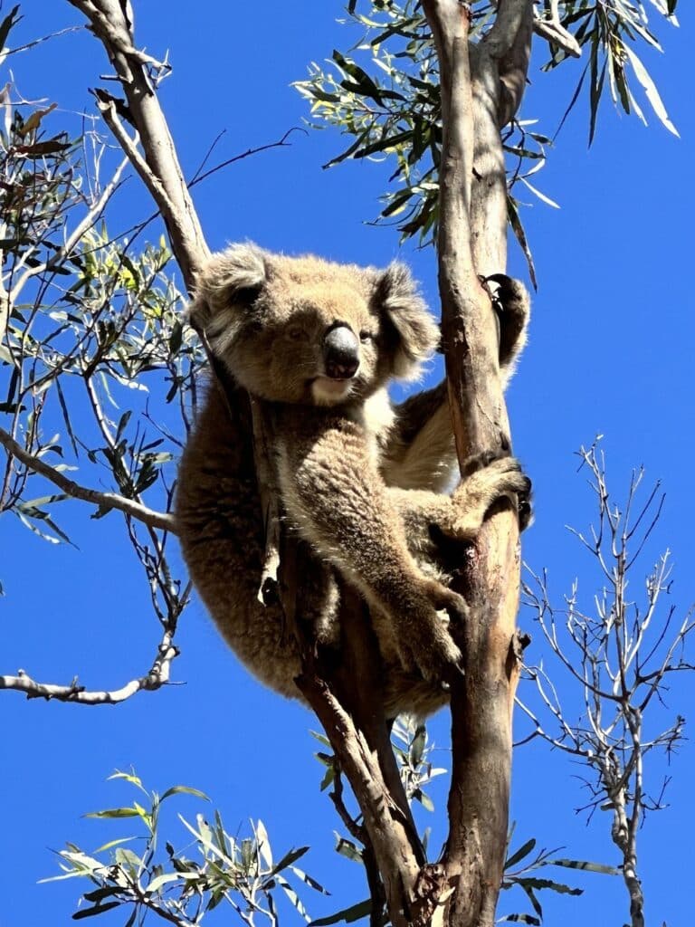 koala kangaroo island