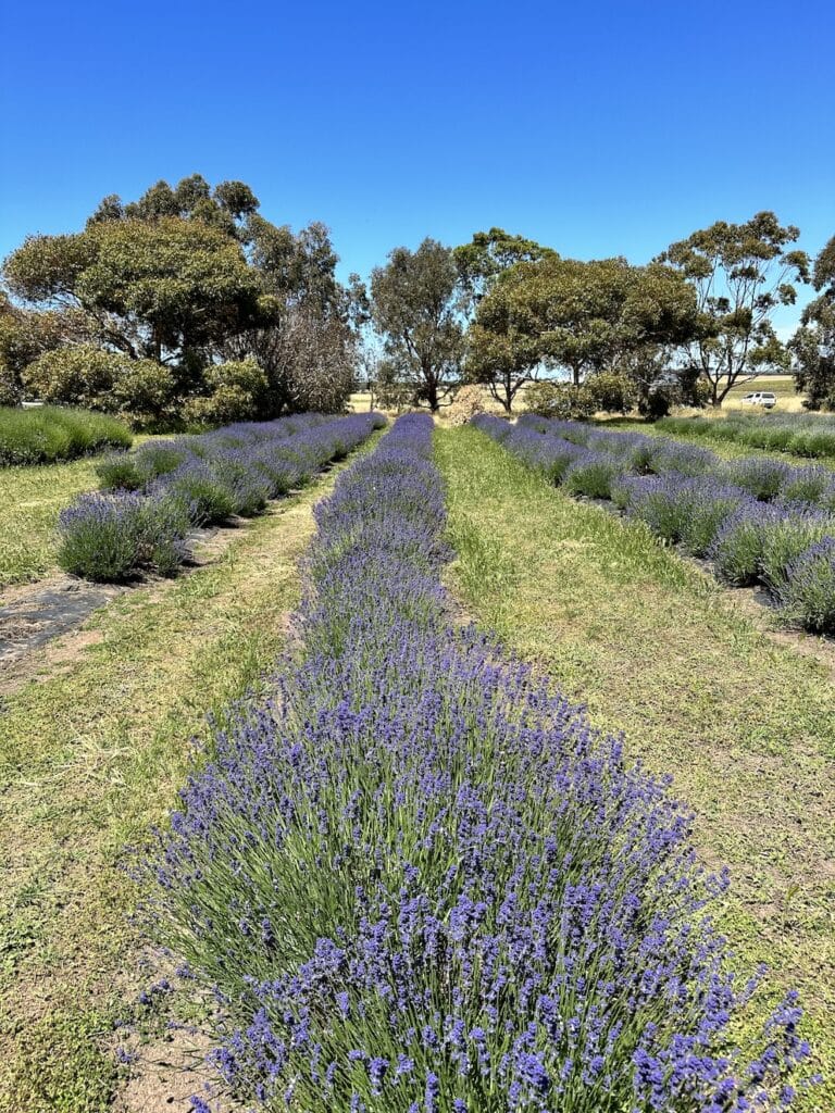 Lavender farm Kangaroo Island