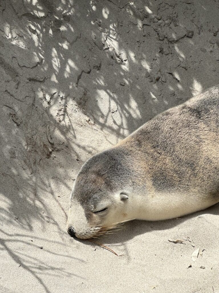 Seal Bay Kangaroo Island