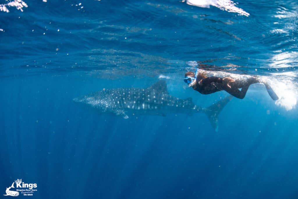 Nager avec les requins-baleines en Australie